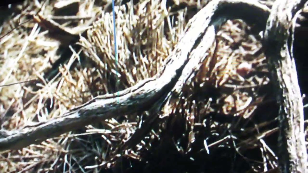 Adventures in Free Speech: Exhibit G - Curt Siodmak & Better Call Saul