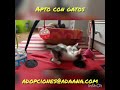BELL Y CAIRE (ADOPTADOS)