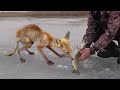 人間にやさしさと助けを求めた動物たち！50選
