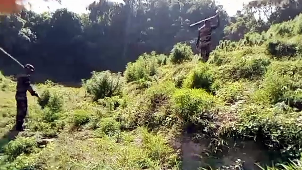 Major Blow to Drug Cartel Police Destroy 1 2 Lakh cannabis Plants in Melaghar