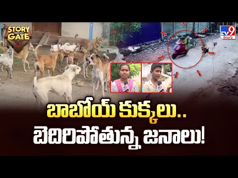 Story Gate : బాబోయ్ కుక్కలు.. బెదిరిపోతున్న జనాలు! - TV9 - TV9