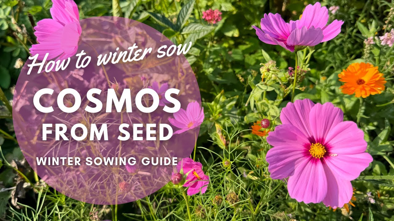 How to Winter Sow Cosmos Perennial Garden YouTube