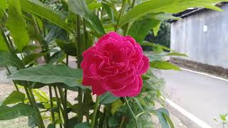 dj sholawat INDAL FAJRI fersi regge bass sloww/tanaman berbunga