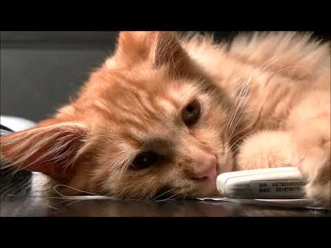 Video: Kedilerde Liken Nasıl Belirlenir