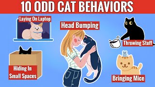 10 Odd Cat Behaviors Explained