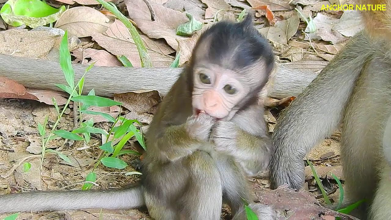 Update Lola's arm, baby monkey Lola arm, Lola baby monkey arm, baby monkey Lola | Angkor Nature
