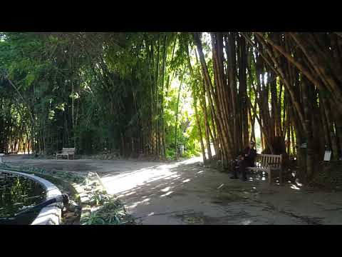 Video: Botanik Bahçesi (L'Orto Botanico di Palermo) açıklaması ve fotoğrafları - İtalya: Palermo (Sicilya)