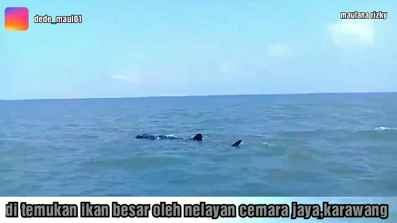  Penampakan  ikan besar di  laut  jawa karawang YouTube