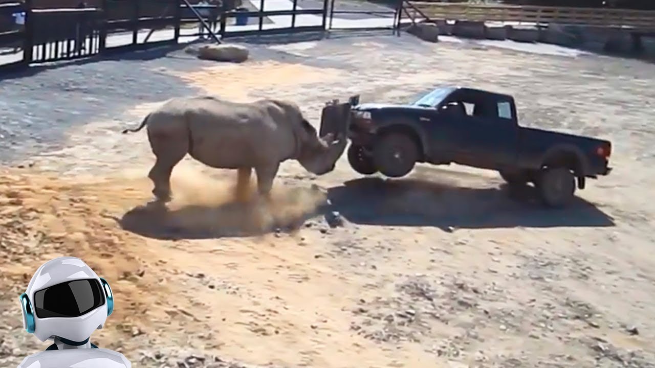 НОСОРОГ В ДЕЛЕ / Носорог против львов, слона, человека, автомобиля, буйвола