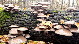 видео: ГРИБОВ В ЛЕСУ ПОЛНО!!! Семейный сбор грибов в октябре картинка: ГРИБОВ В ЛЕСУ ПОЛНО!!! Семейный сбор грибов в октябре
