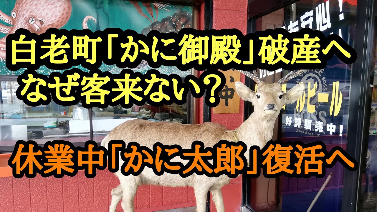 道を外れたカニ Kani-Taro in Shiraoi Set to Return! Kani Goten Files for
