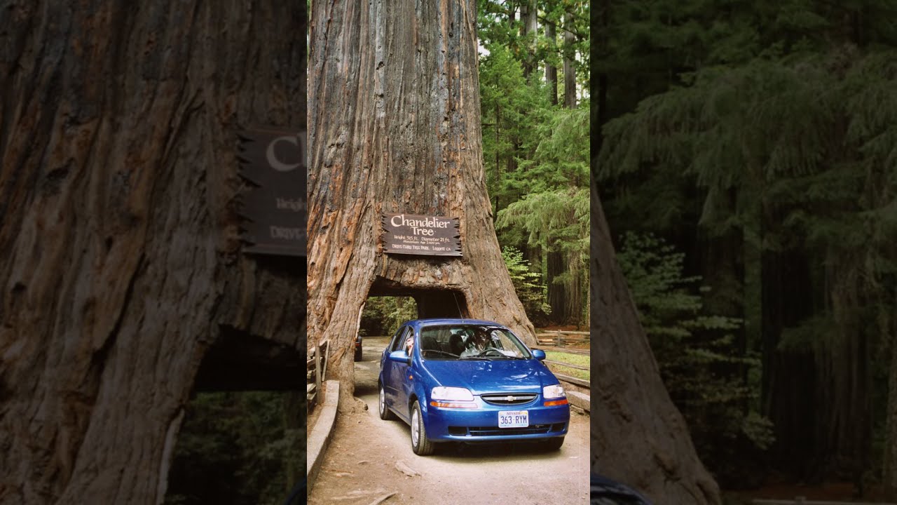 Longest Tree In The World shorts viral YouTube Longest Tree In The World shorts viral YouTube