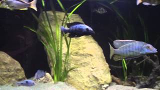 Malawi Cichlid Taeniolethrinops Furcicauda Vs Fossorochromis Rostratus