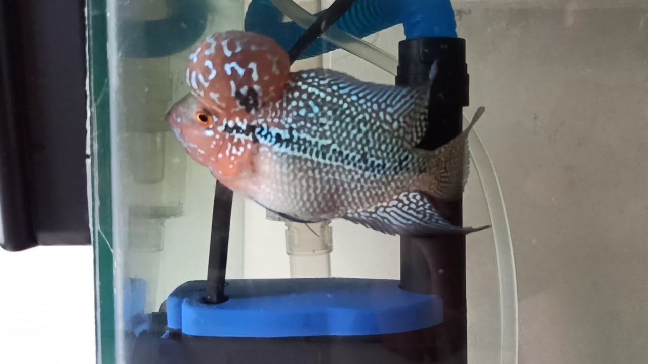 Visual Reference: Flowerhorn Fish Tank Update Best Fishfood Filtration Setup Guide
