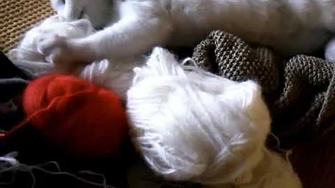 Watch the video about Playful Turkish Van Kitten