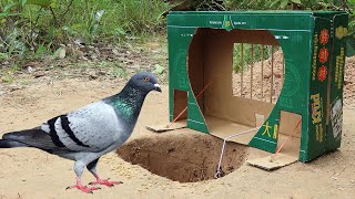 Easy Creative Bird Trap Using Cardboard Box - Fantastic Pigeon Trap