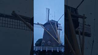 Gisteravond, Toen De Kauwtjes Zich Bij De Molen Verzamelden