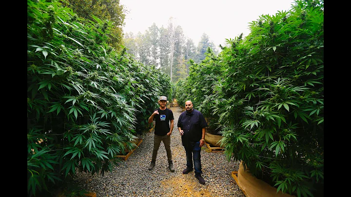 Marijuana Mania Episode 6 - Humboldt & Mendocino Appellation Program