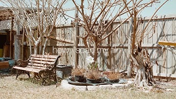 how i scan my film - epson v600 + negative lab pro