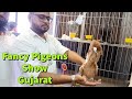 Gujarat fancy pigeons show  2024  naeem royal pigeon and many more breeder  ep1 petguruno1