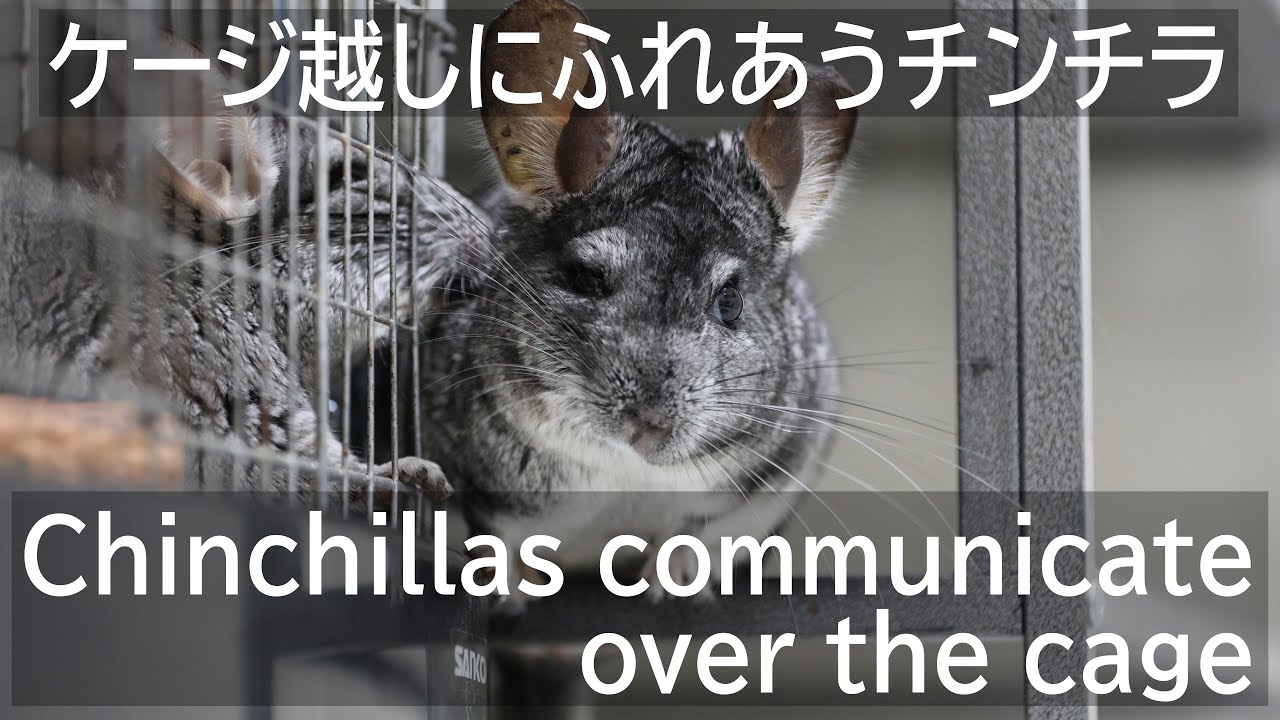 チンチラのケージ越しコミュニケーション Chinchilla's communication over the cage. ちんちら