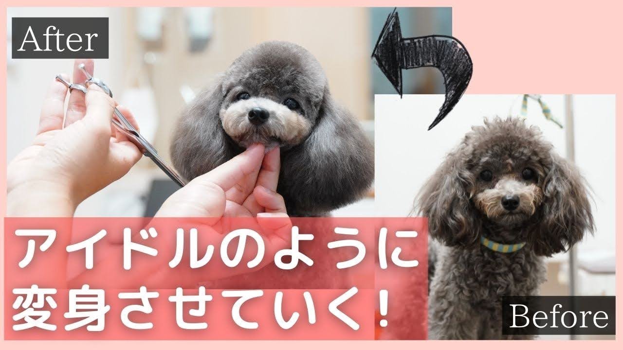 カワイイが約束されていたトリミング トイプードルカット Dog Salon Papaのカット動画 21年 8 Youtube