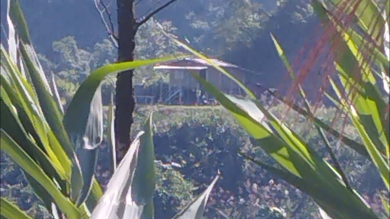 Bắt ong soi suối giàng hàm Yên, bắt ong soi ở ngoài đường tới nơi lưng chừng núi 