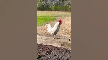 White Rooster Crowing 