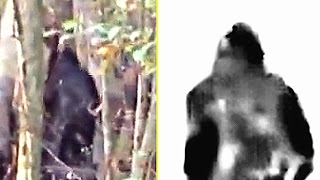 Mississippi Skunk Ape - IT'S REAL (imo) - Breakdown.