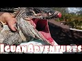 IguanAdventures: Iguana catching with Iguana Solutions in South Florida