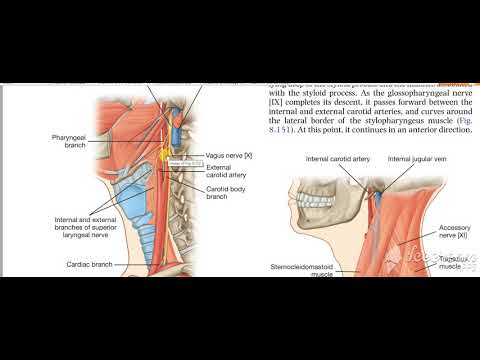 Hypoglossal nerve 9