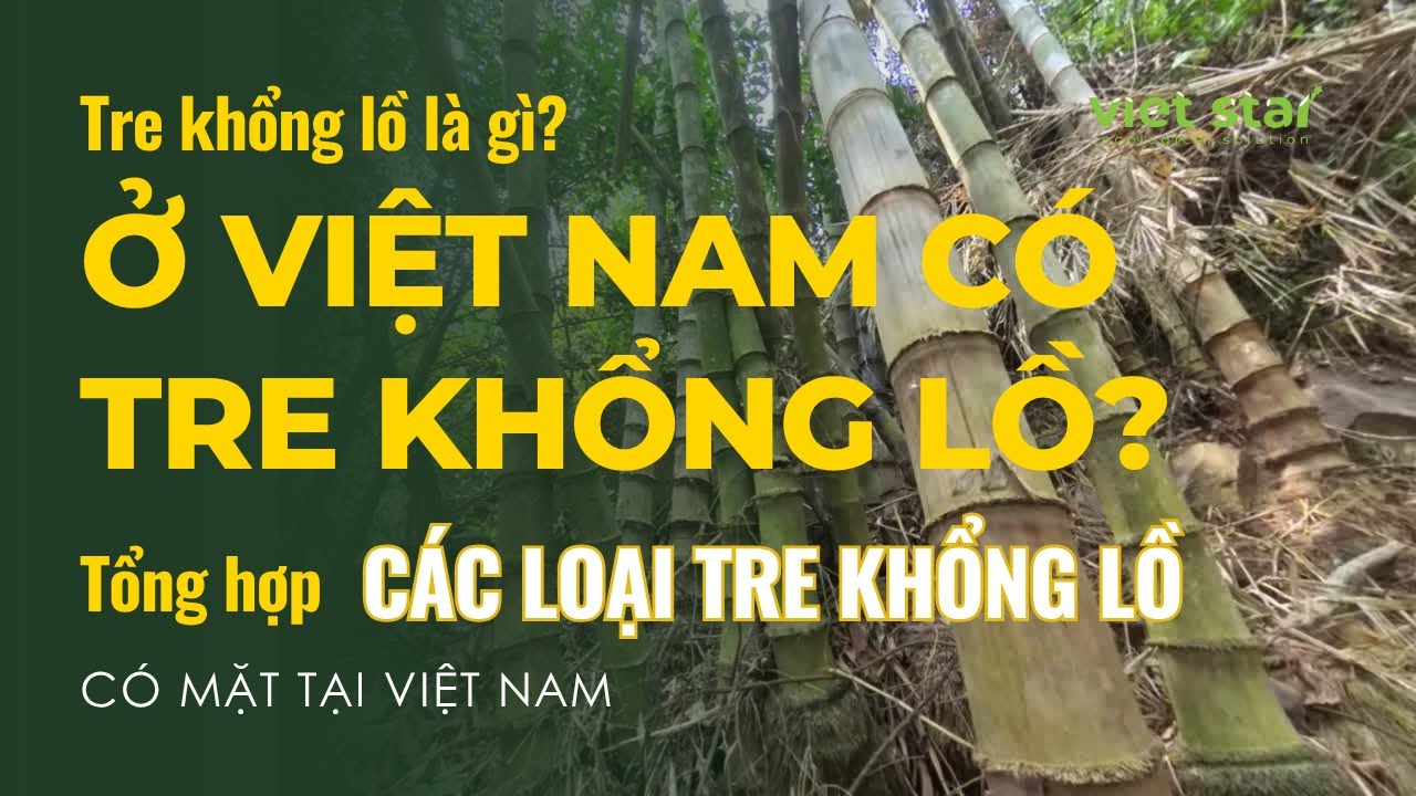 Tre khổng lồ Núi Cấm | Tre khổng lồ là gì? Ở Việt Nam có tre khổng lồ không? 