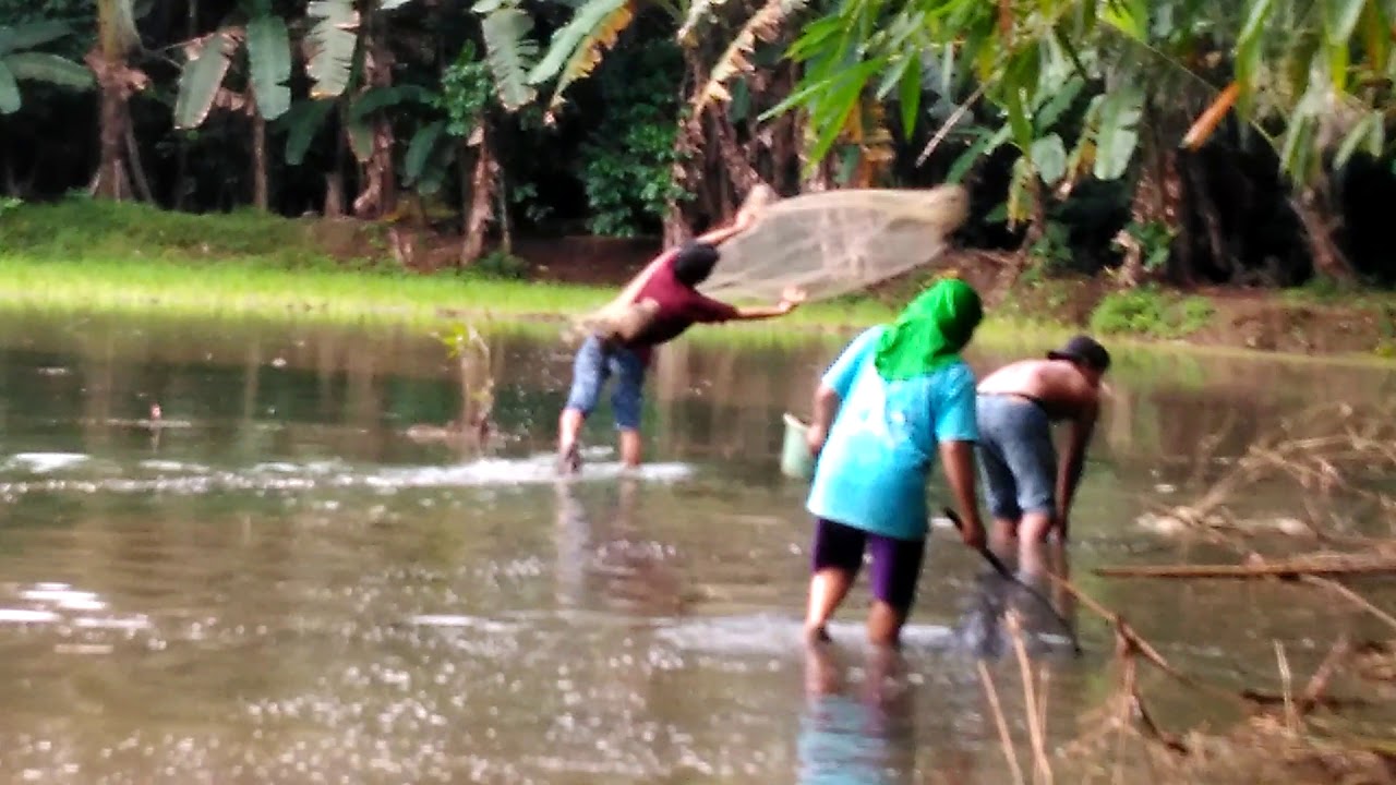 Njala ikan di sawah olih sepat