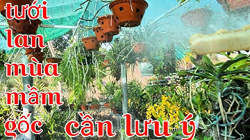 Tưới đủ nước cho mầm gốc phát triển vượt trội, cách tưới nước cho lan mùa nắng nóng