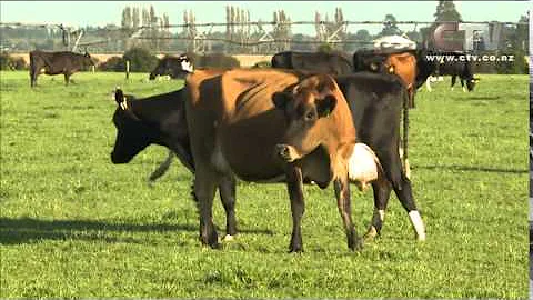 CTV News - Animal Testing