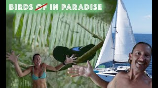Bird of Paradise tour - Raja Ampat - Friwin Island - Sailing Indonesia