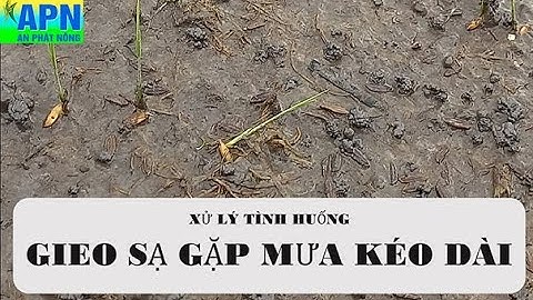 APN - 3 TÌNH HUỐNG GIEO SẠ GẶP MƯA KÉO DÀI