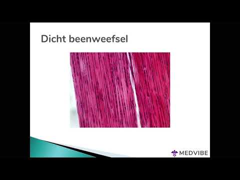 Video: Verschil Tussen Los En Dicht Bindweefsel