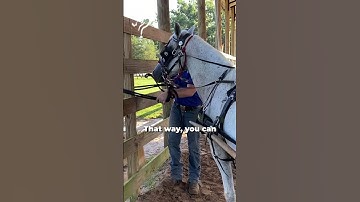 Intro To Driving Part 5! Tips For A Beginner Cart Horse Part 16! | The Horse Guru-Michael Gascon