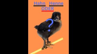 Hahn oder Henne? So gehts: Küken sexen am 8. Tag.