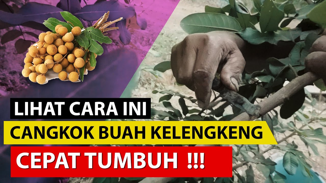 Cara Cangkok Kelengkeng Cepat Berakar