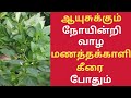 மணத்தக்காளி கீரை மருத்துவ பயன்கள்/Manathakkali Keerai Health Benefits in Tamil/Keerai