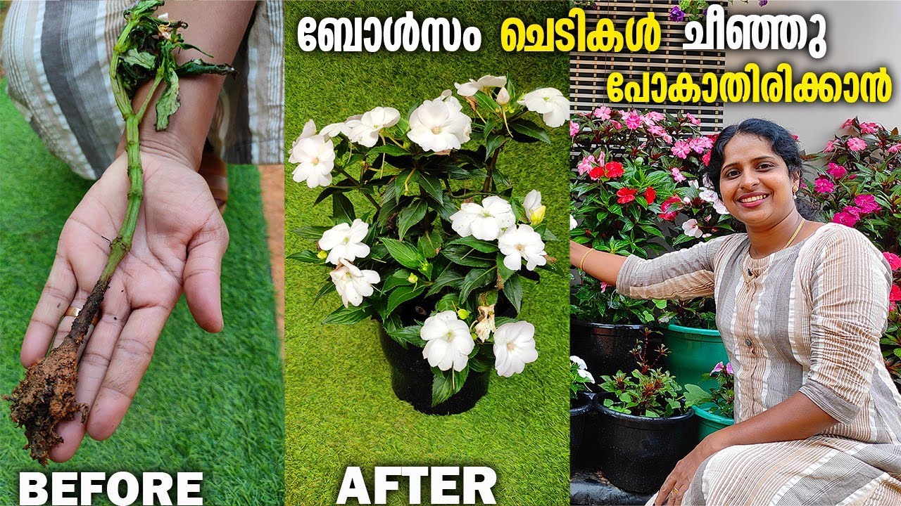 ബോൾസം ചെടി ചീഞ്ഞു പോകുന്നുണ്ടോ ഇത് അറിഞ്ഞാൽ മതി |bollsam plant