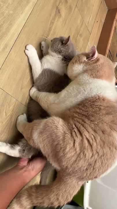 URA SI PENYAYANG KUCING JSH #shorts