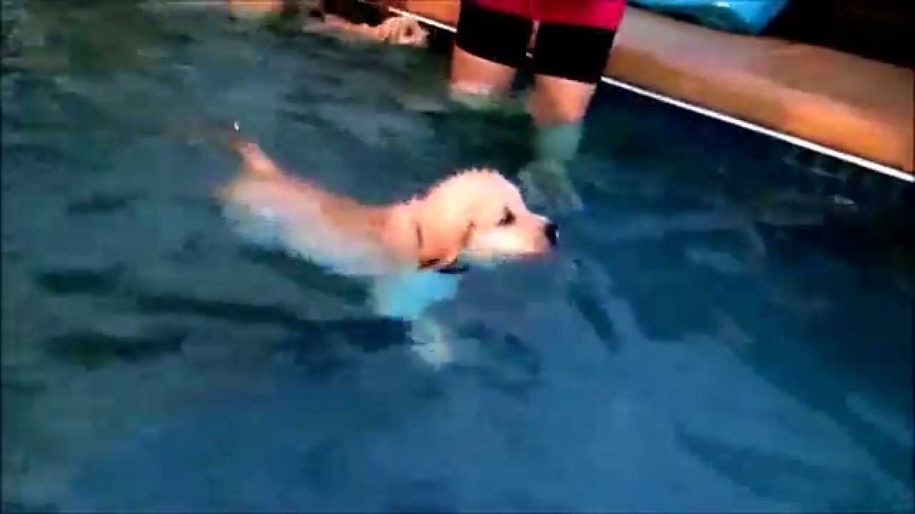 Nine 8 week old Golden Retriever Puppies first swim