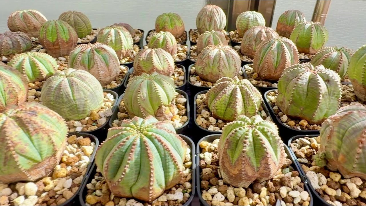オベサの発根管理から１週間後【塊根植物】