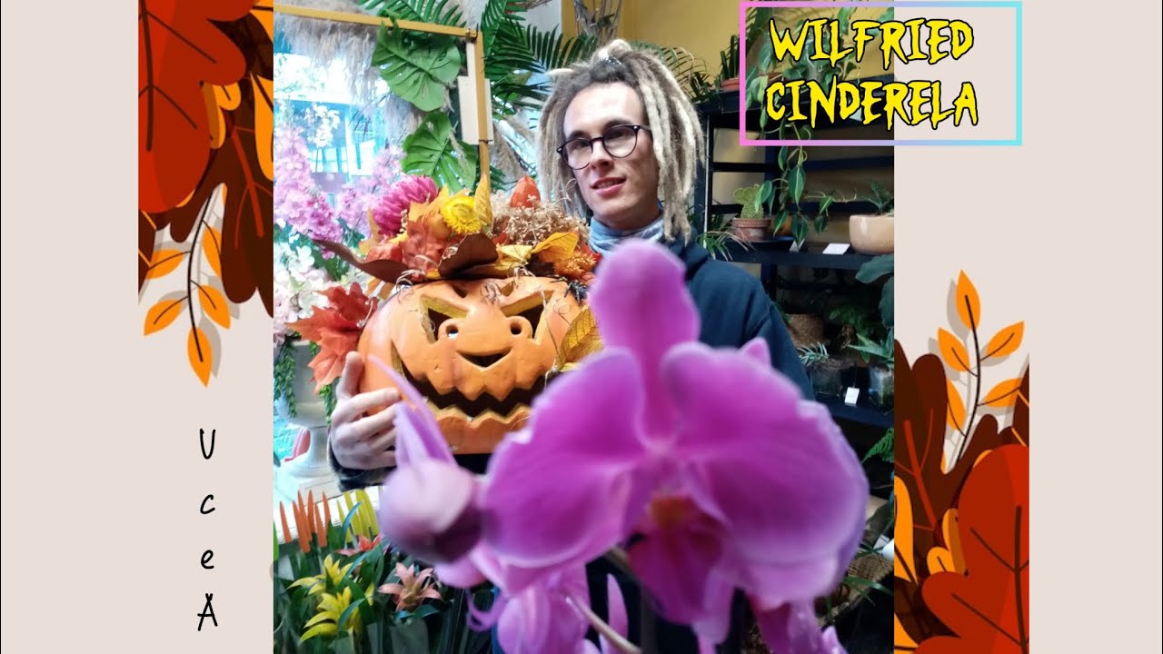 Baisse de moral - Interlude - Wilfried & Cinderela