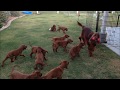 Irish Setter Puppies! の動画、YouTube動画。