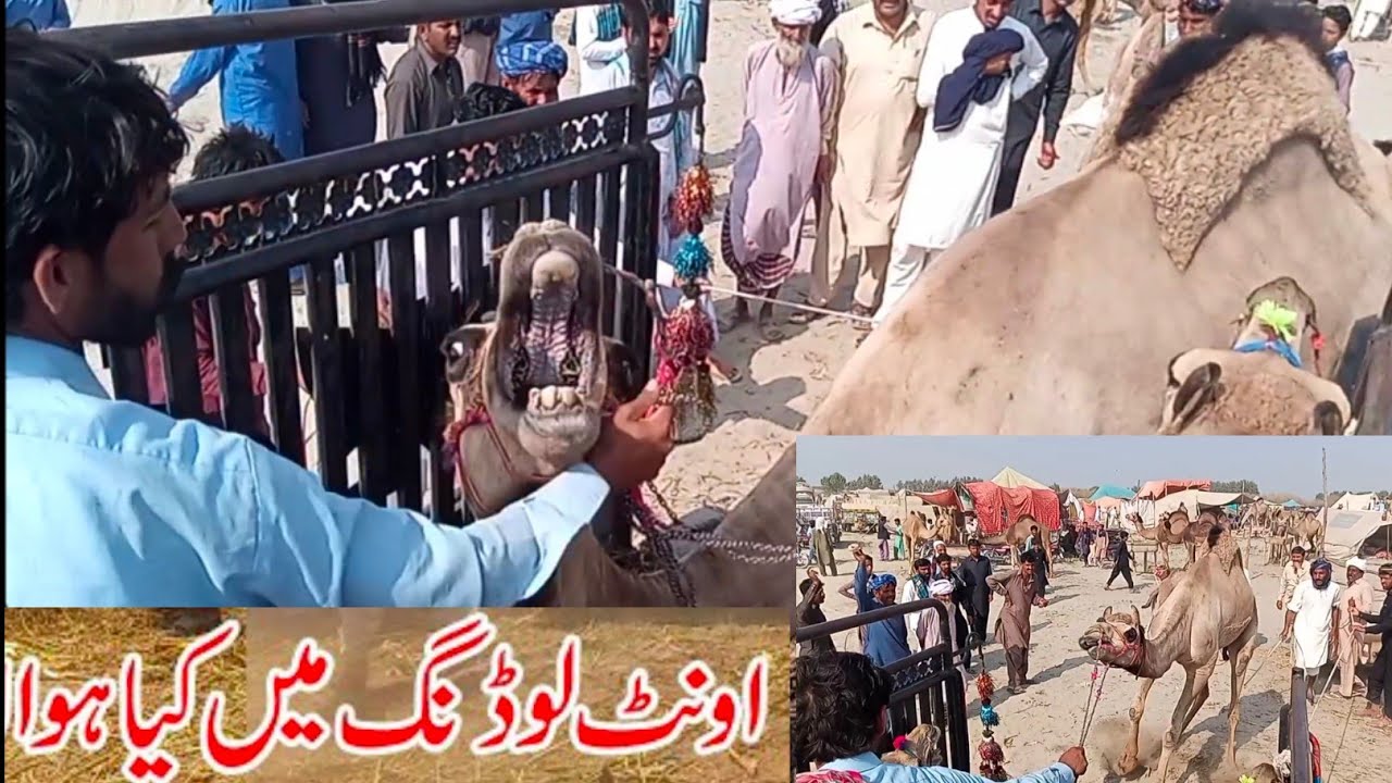 EXCLUSIVE ANGRY Camel Loading Video - Loading of Camel - Runaway Camel at Camel Market 2022