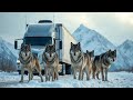 Ein Wolfsrudel umzingelte den Lastwagen im Wald, dann passierte etwas Schockierendes!
